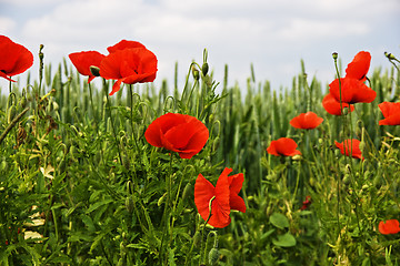 Image showing Red poppy on meadow