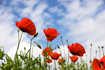 Image showing Red poppies in bloom on a sunny spring meadow