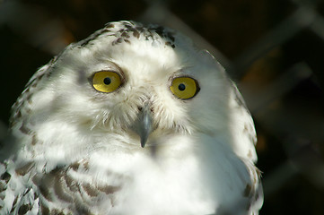 Image showing Snowly Owl