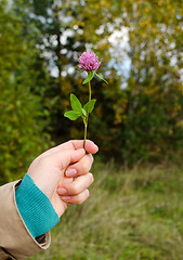 Image showing woman hand hold violet clover flower plant leaves 