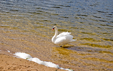 Image showing beautiful swan standing lake shore water sunlight 