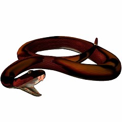 Image showing Snake-Copperhead