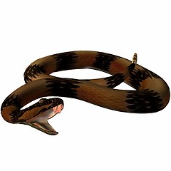 Image showing Snake-Death Adder