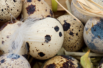 Image showing Quail Eggs