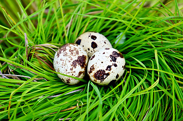 Image showing Eggs quail in the grass