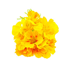 Image showing Nasturtium yellow bouquet