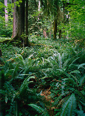 Image showing Forest