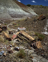 Image showing Petrified Forest, Arizona