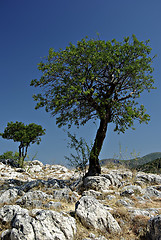 Image showing Lonely Tree