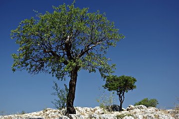 Image showing Lonely Tree