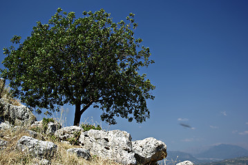 Image showing Lonely Tree