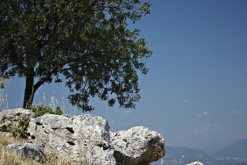 Image showing Lonely Tree