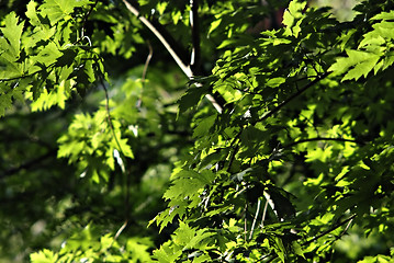 Image showing Platanus