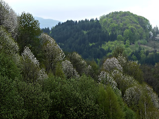 Image showing Forest