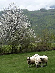 Image showing Sheeps