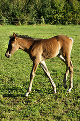 Image showing Small funny foal
