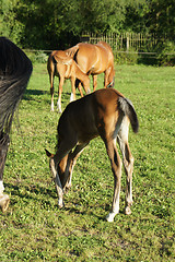Image showing Horse family
