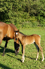 Image showing Horse and foal