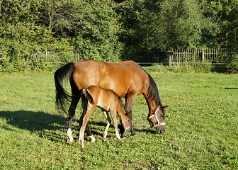 Image showing Horses and nature