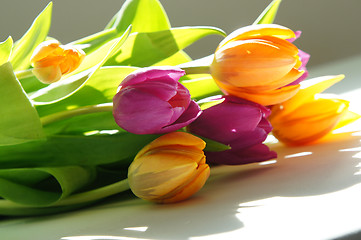 Image showing Multicolored tulips 