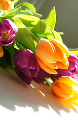 Image showing Beautiful tulips