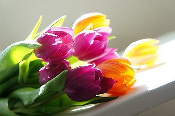 Image showing Tulips