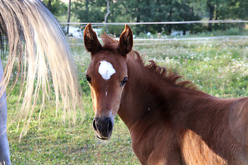 Image showing Horses