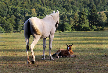 Image showing Horses 