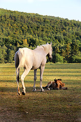 Image showing Horses