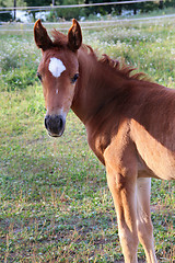 Image showing Young horse