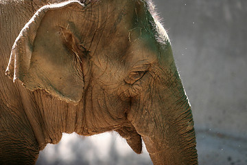 Image showing Elephant head