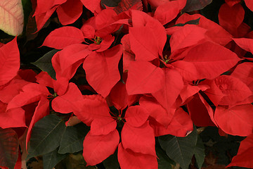 Image showing Poinsettias - close-up