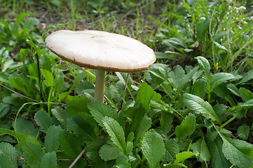 Image showing Growing fungus