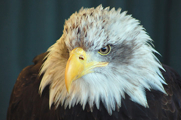 Image showing Bald Eagle