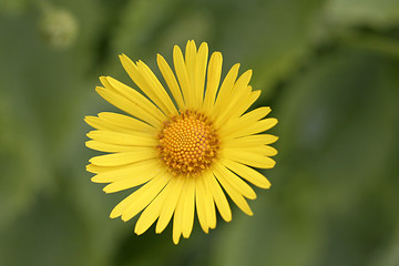 Image showing Yellow oxeye daisy