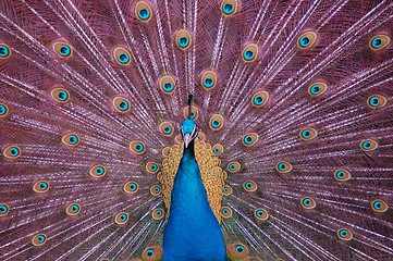 Image showing Peacock fan