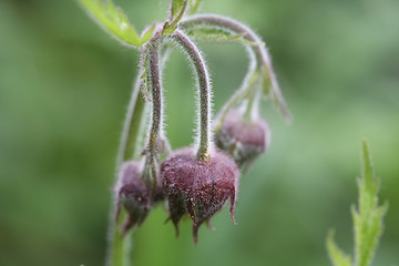 Image showing Avens Flower