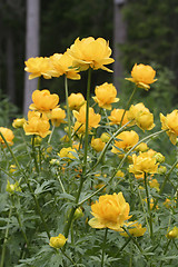 Image showing Globeflower