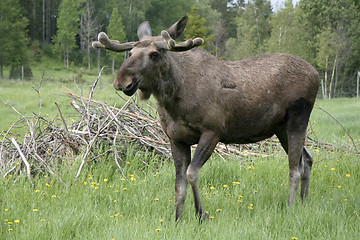 Image showing Moose