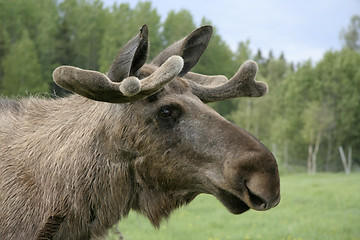 Image showing Moose