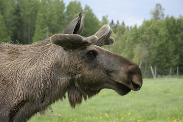 Image showing Moose