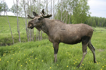 Image showing Moose