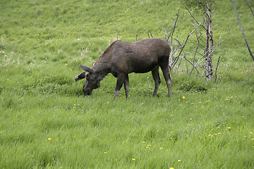 Image showing Moose