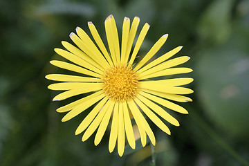 Image showing Yellow oxeye daisy