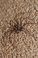 Image showing Wolf Spider