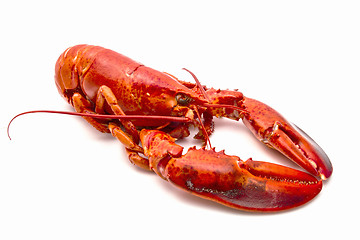 Image showing Lobster