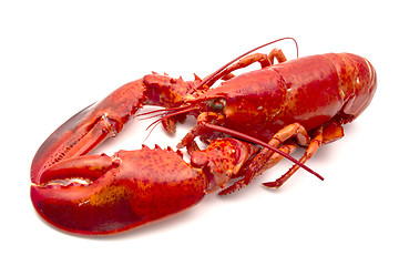 Image showing Lobster