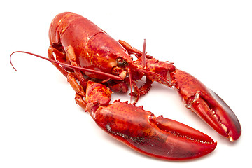 Image showing Lobster