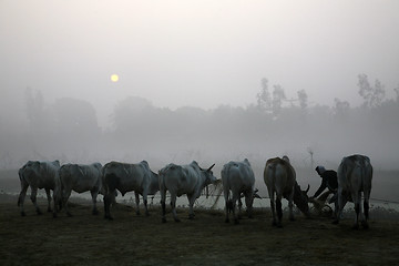 Image showing Misty morning in the Bengal countryside Kumrokhali