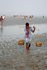 Image showing The signal of mobile phone covers and most remote parts of the Sundarbans jungles, West Bengal, India